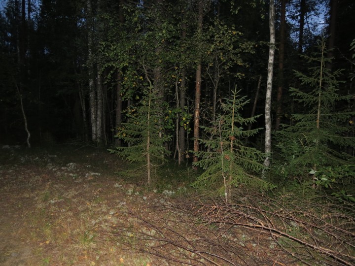 IMG_0098.JPG (4.13 МБ) 3064 просмотра ночной лес.