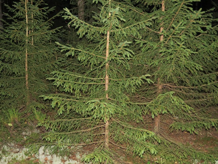 IMG_0105.JPG (5.54 МБ) 3064 просмотра ночной лес 2