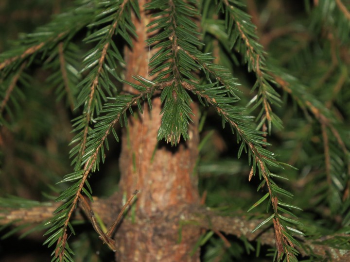 IMG_0106.JPG (3.5 МБ) 3064 просмотра елочка.