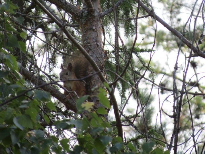 IMG_0131.JPG (4.05 МБ) 3064 просмотра белочка.