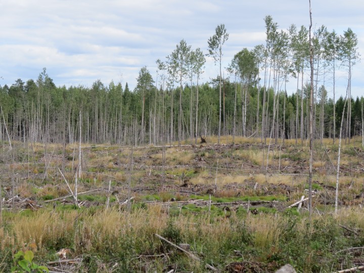 IMG_0136.JPG (4.3 МБ) 3064 просмотра вырубка.