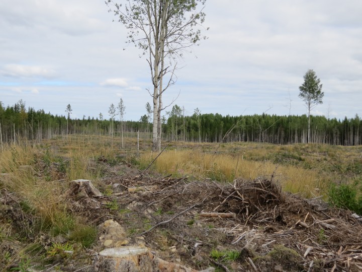 IMG_0135.JPG (3.49 МБ) 3064 просмотра вырубка 2