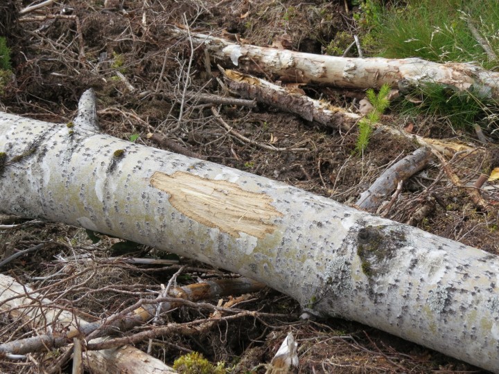 IMG_0141.JPG (4.94 МБ) 3064 просмотра погрызы.