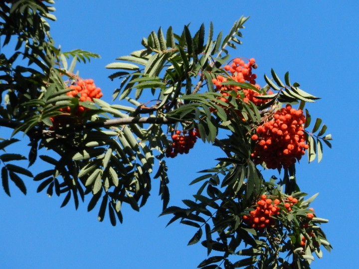 DSCN6530.JPG