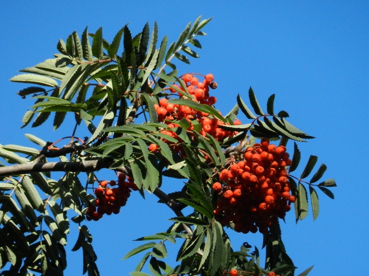 DSCN6531.JPG