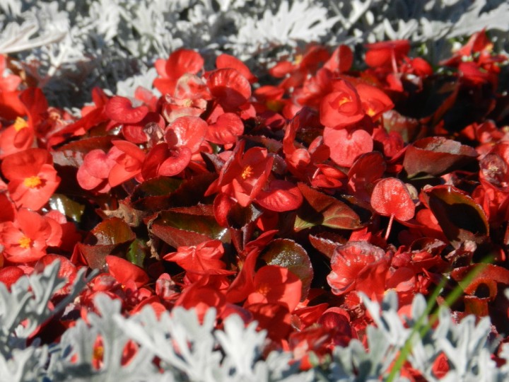 DSCN6519.JPG