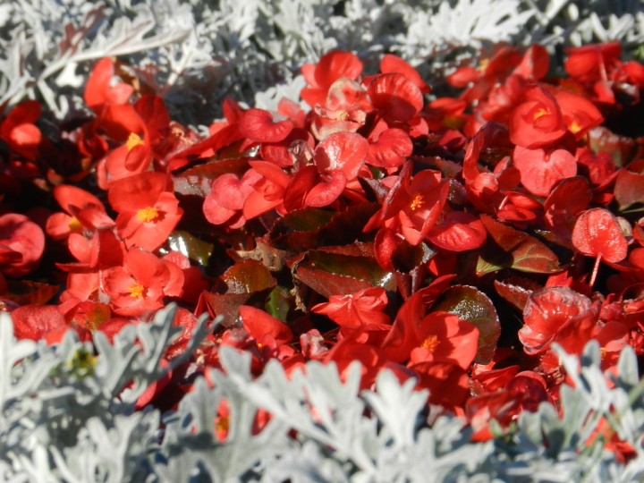 DSCN6524.JPG