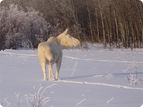 white_moose_seen_near_park_city_utah_006[1].jpg