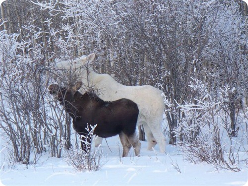 white_moose_seen_near_park_city_utah_008[1].jpg