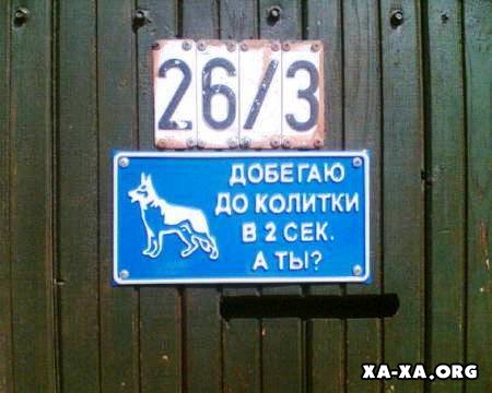 1180790501_sobaka.jpg