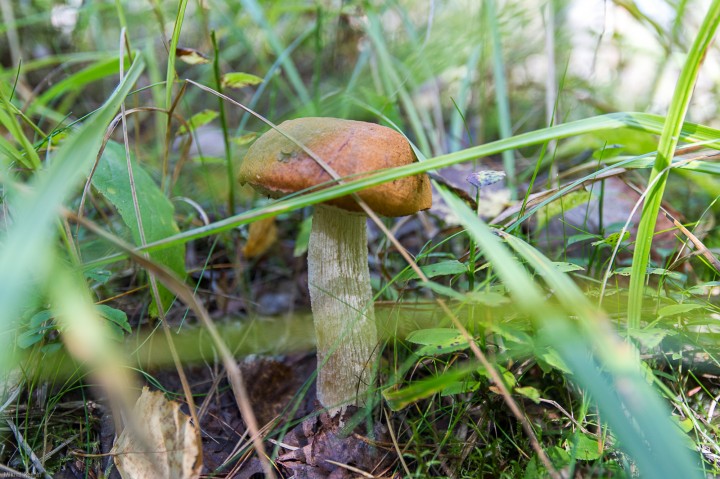 DSC_1252.jpg