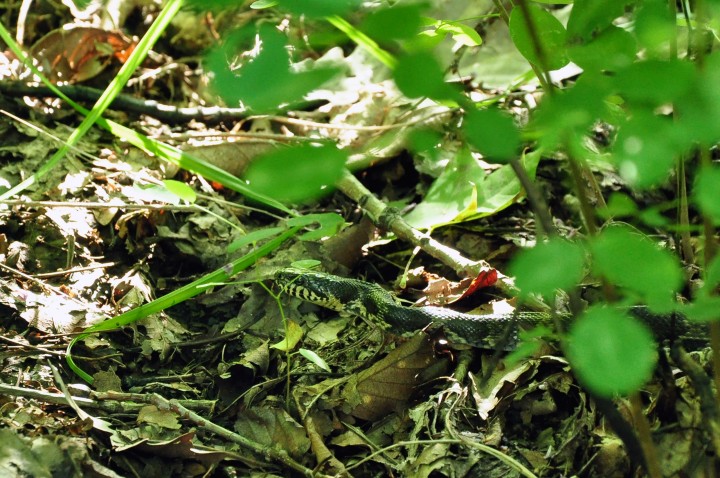 DSC_1395.JPG