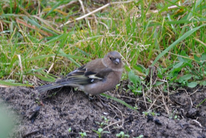 DSC_0768.jpg