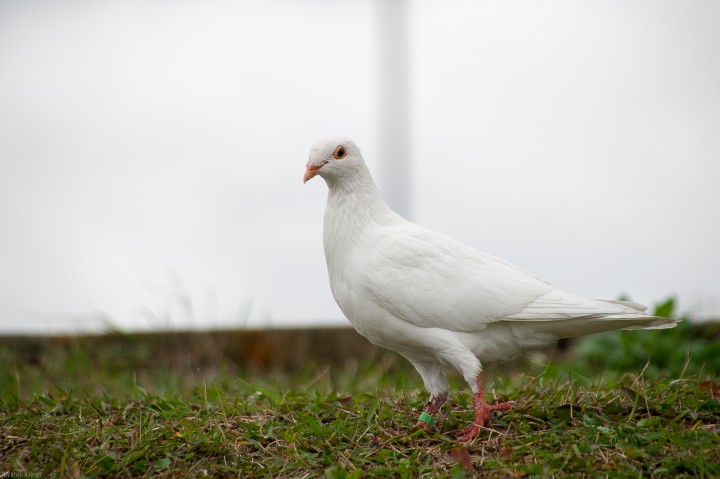 DSC_2801.jpg