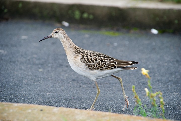 DSC_2926.jpg
