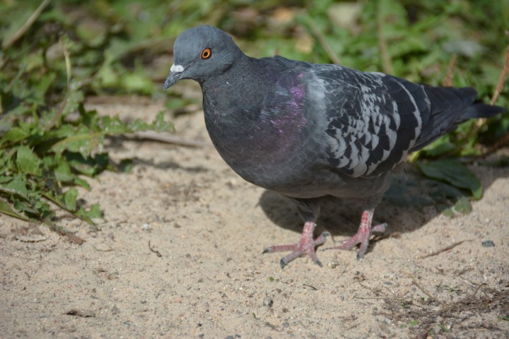 DSC_0030.jpg