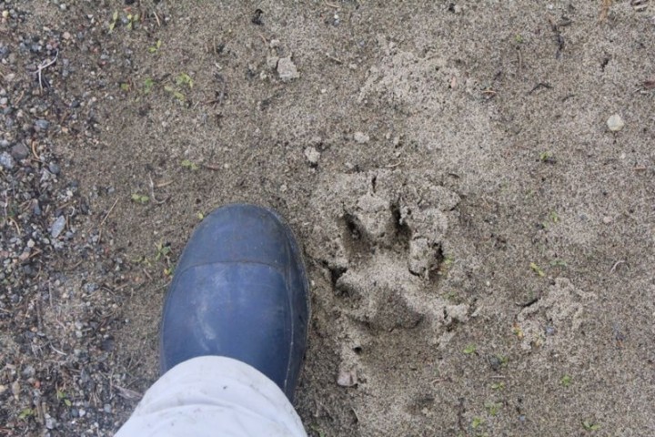 след.JPG (203.35 КБ) 5203 просмотра след.JPG