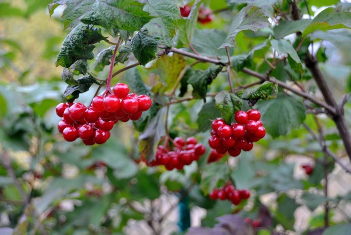 DSC_0815.jpg
