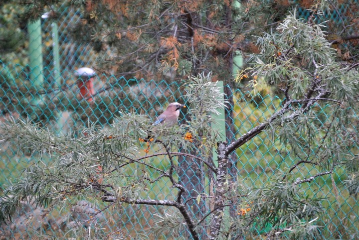DSC_0833.jpg