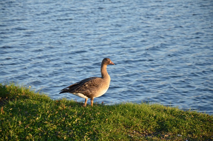 DSC_0308.jpg (633.29 КБ) 4614 просмотров DSC_0308.jpg