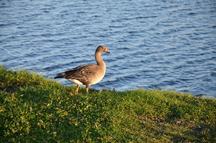 DSC_0304.jpg (703.5 КБ) 4622 просмотра DSC_0304.jpg