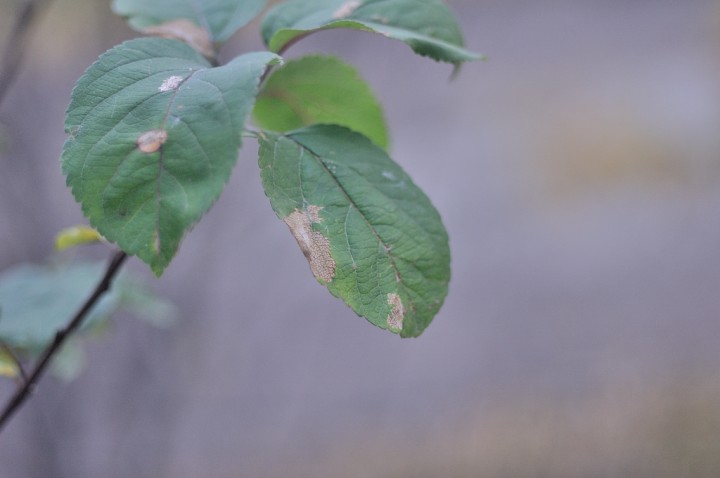DSC_1362.JPG