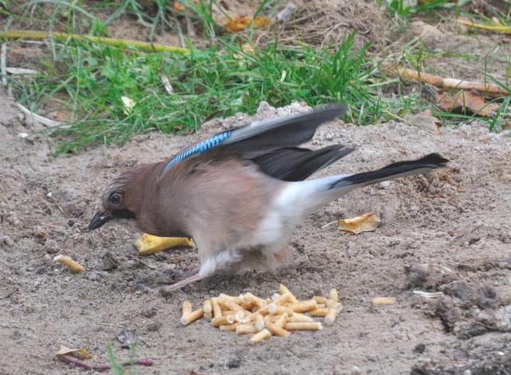 DSC_0856.jpg
