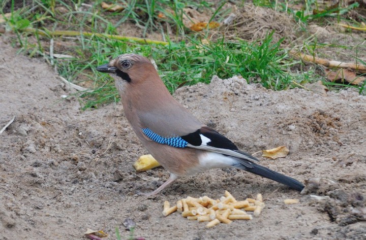 DSC_0857.jpg