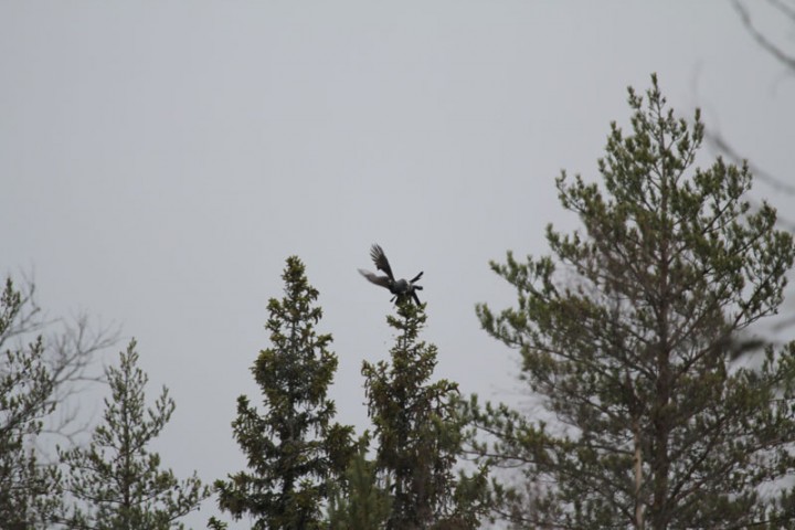 IMG_5267.jpg