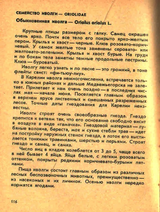 иволга.jpg