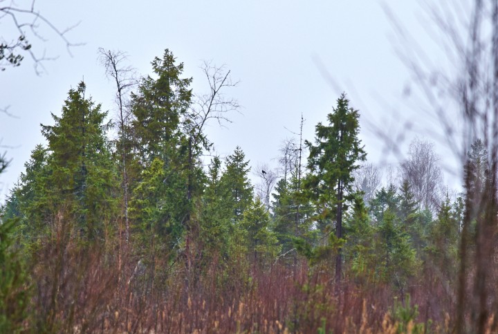 DSC_7093.jpg