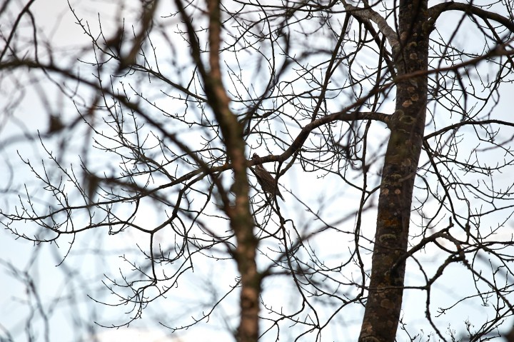 DSC_7129.jpg