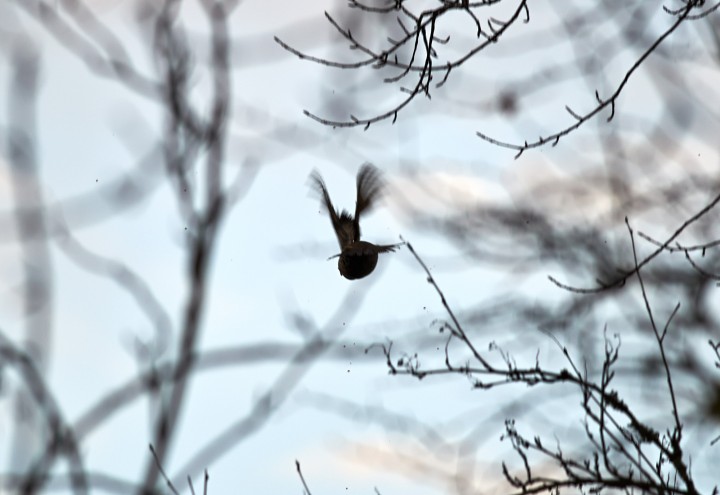DSC_7136.jpg