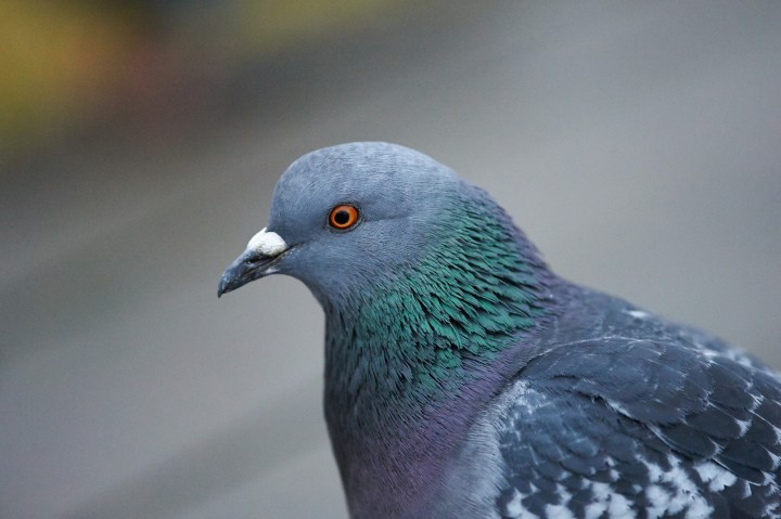 iso12800