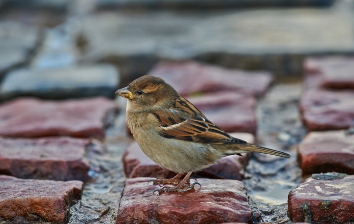 DSC_8131.jpg