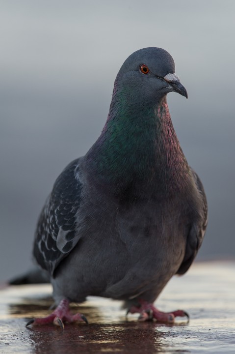 DSC_8975.jpg