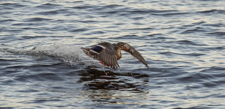 DSC_9034.jpg