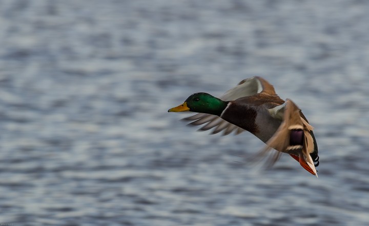 DSC_9181.jpg