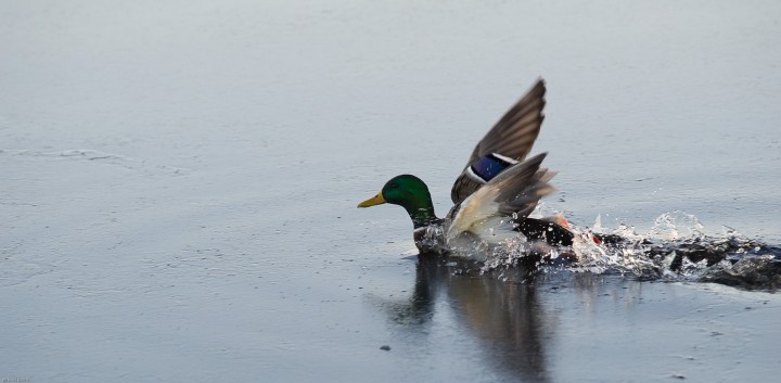 DSC_0512-2.jpg