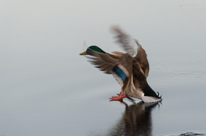 DSC_04602.jpg