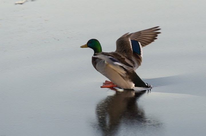 DSC_04613.jpg