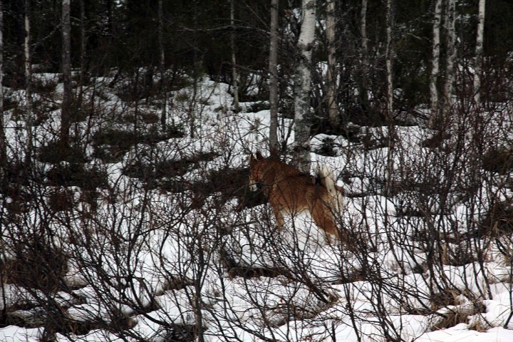 IMG_7238.jpg