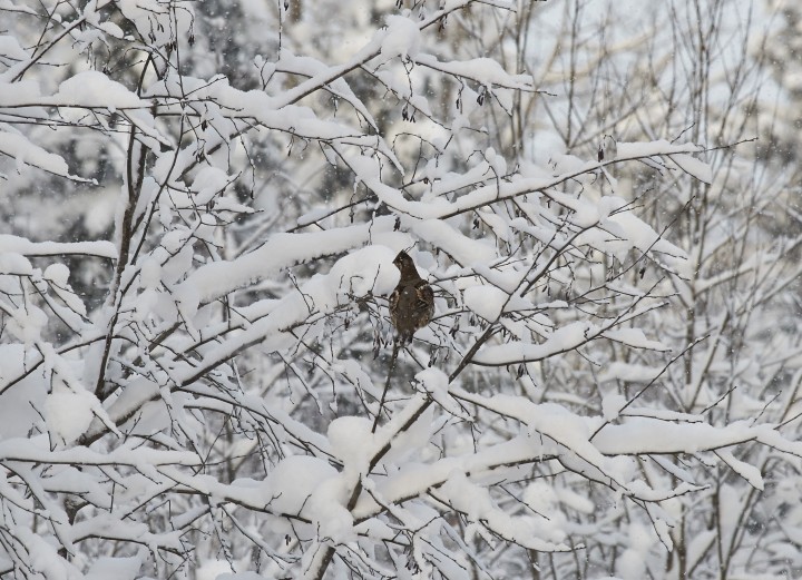 DSC_4493.jpg
