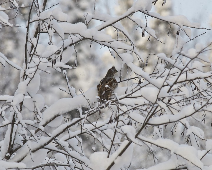 DSC_4520.jpg