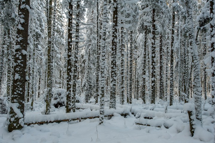 DSC_5570.jpg
