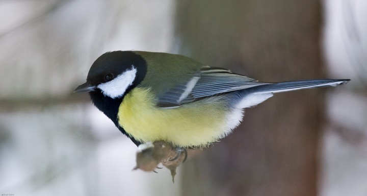 DSC_5802.jpg