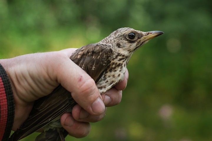 DSC_4917.jpg (200.86 КБ) 3873 просмотра DSC_4917.jpg