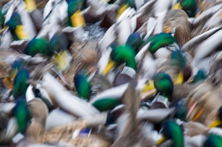 DSC_6233.jpg (976.69 КБ) 6851 просмотр DSC_6233.jpg