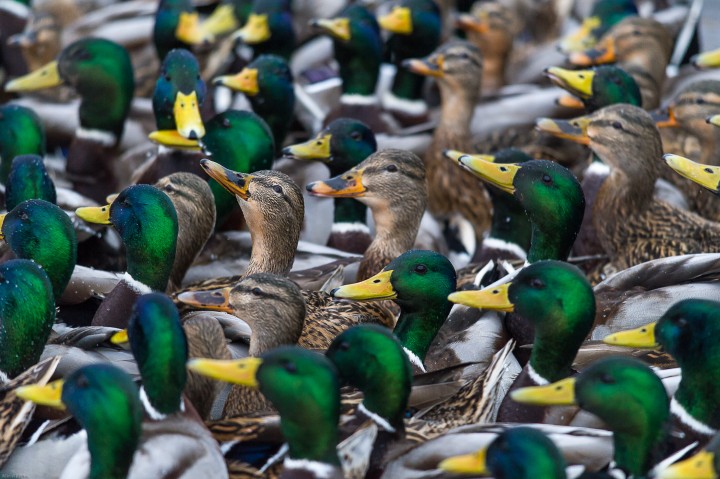 DSC_6242.jpg (1.45 МБ) 7757 просмотров DSC_6242.jpg