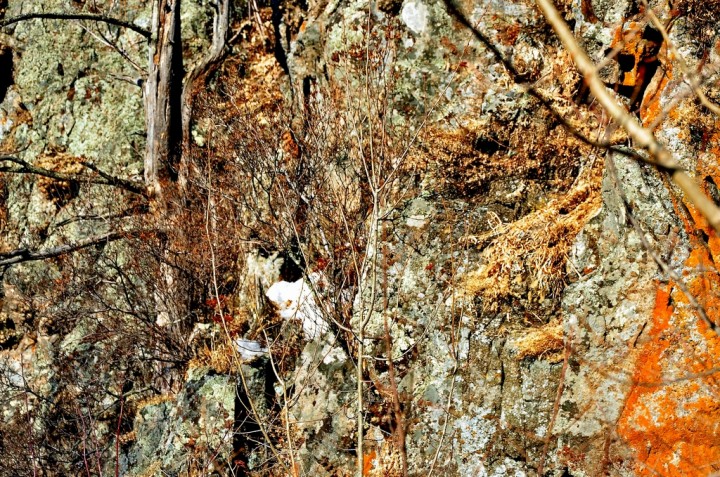 DSC_4302.JPG